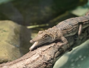 brown and black reptile lizard thumbnail