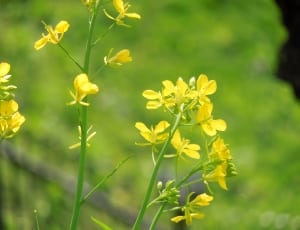 closeup photography of yellow petaled flowers thumbnail