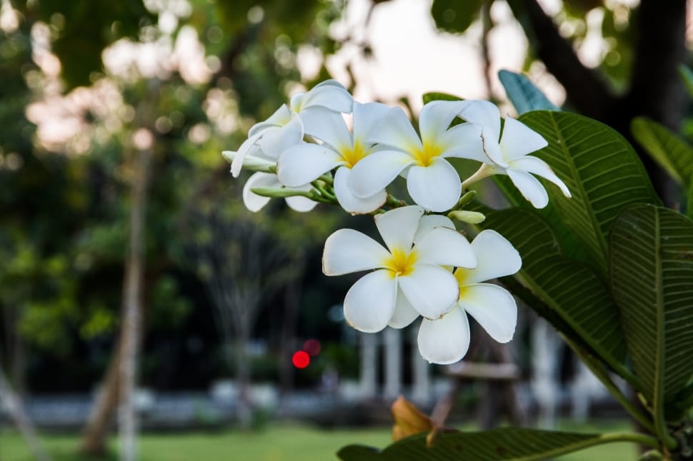 shallow focus photo of white flowers preview