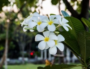 shallow focus photo of white flowers thumbnail