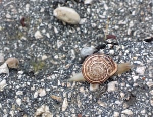 brown snail thumbnail