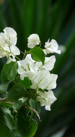 white clustered petal flower thumbnail