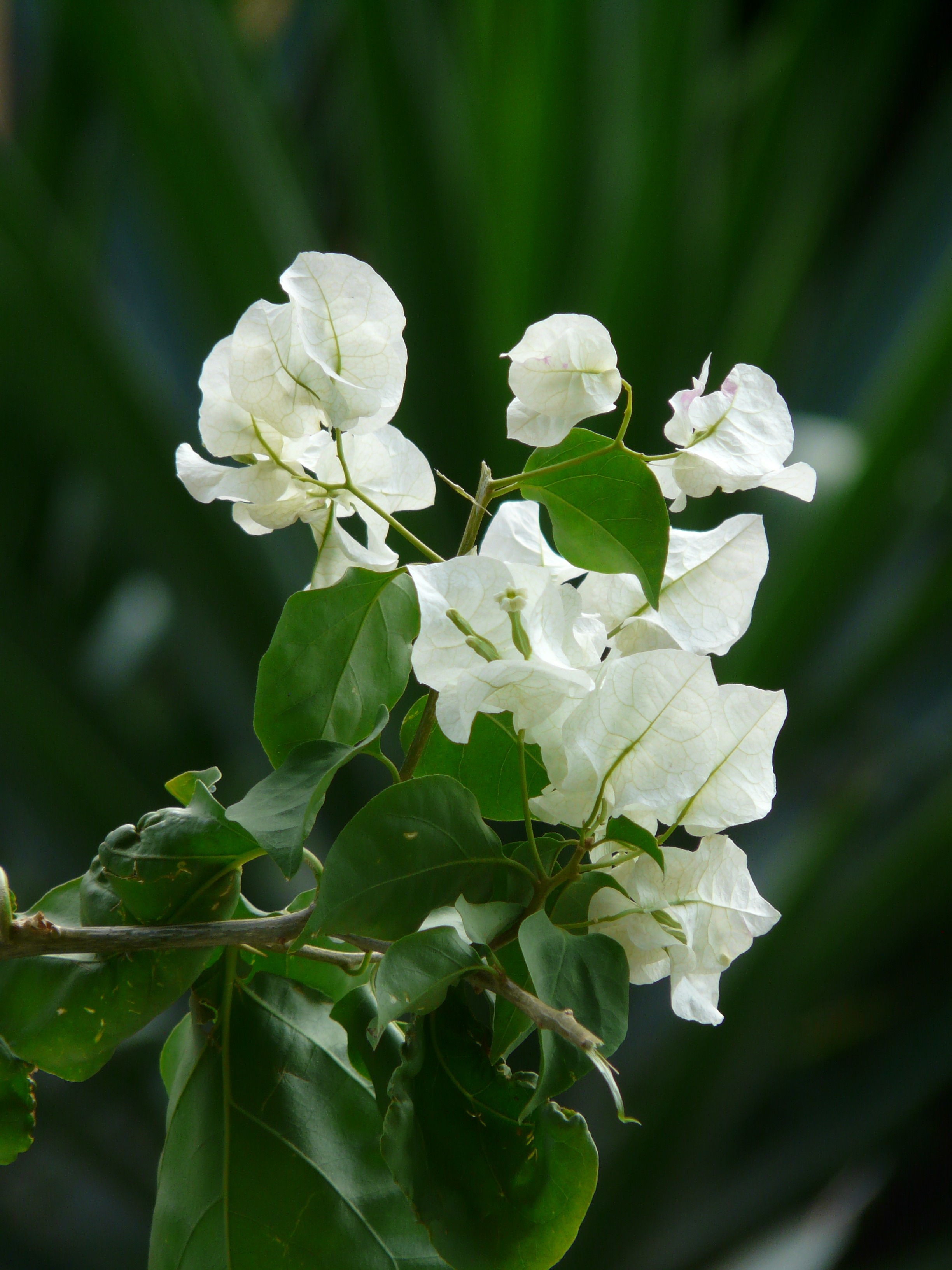white clustered petal flower