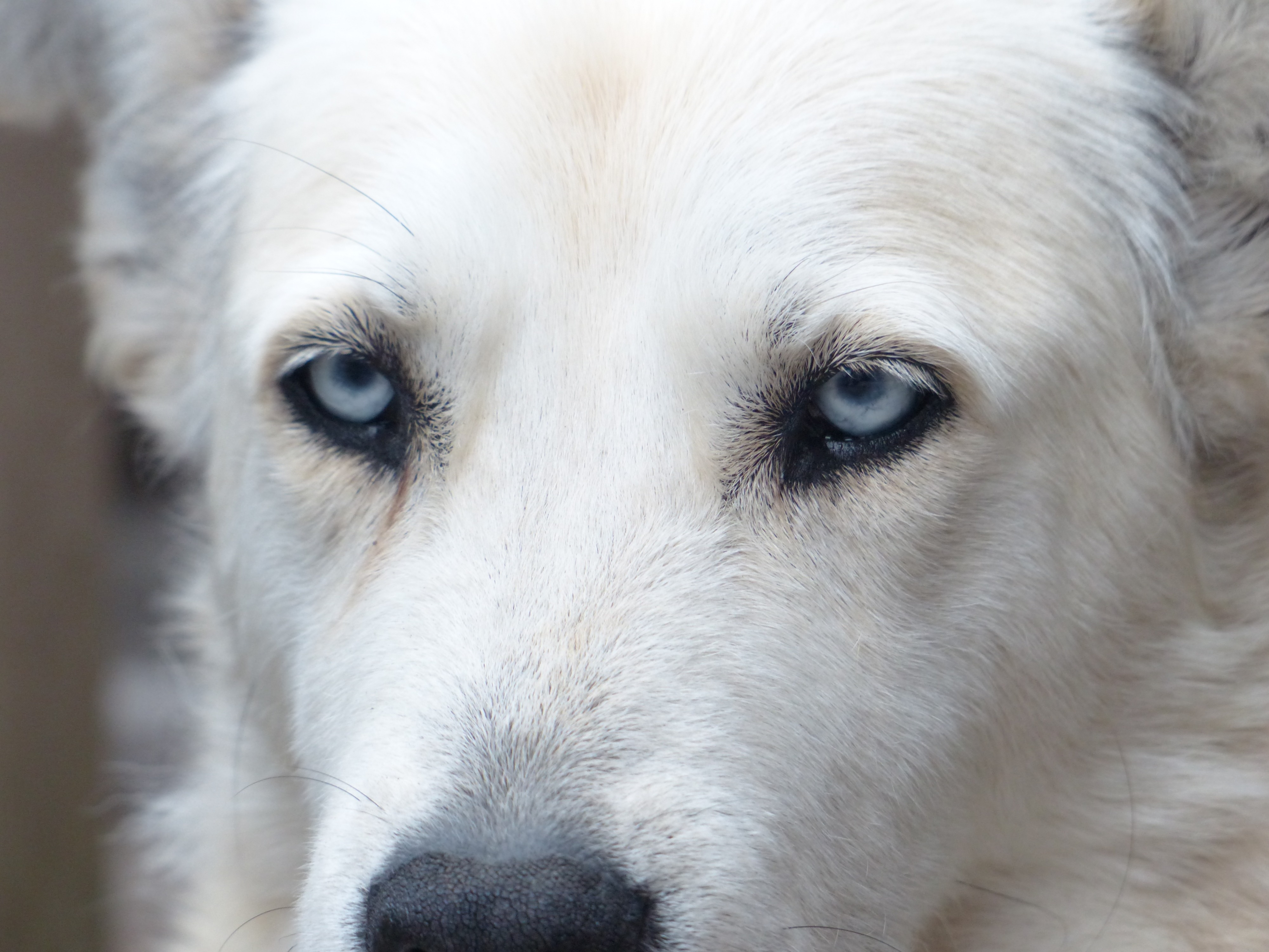 Собаки со светлыми глазами