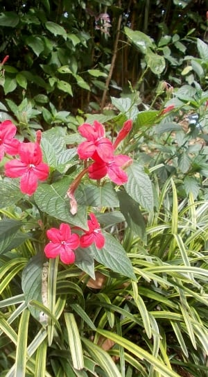 red 5 petaled flowers thumbnail