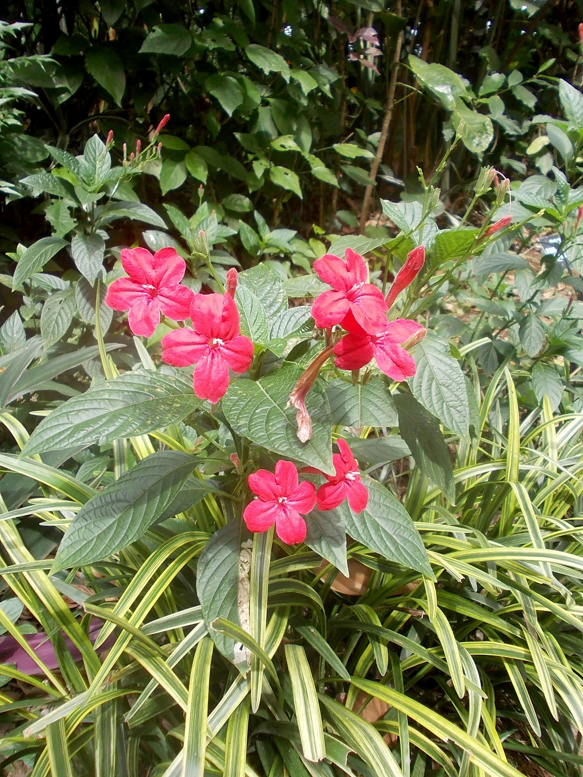 red 5 petaled flowers