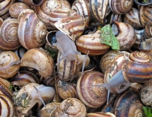 brown snails thumbnail