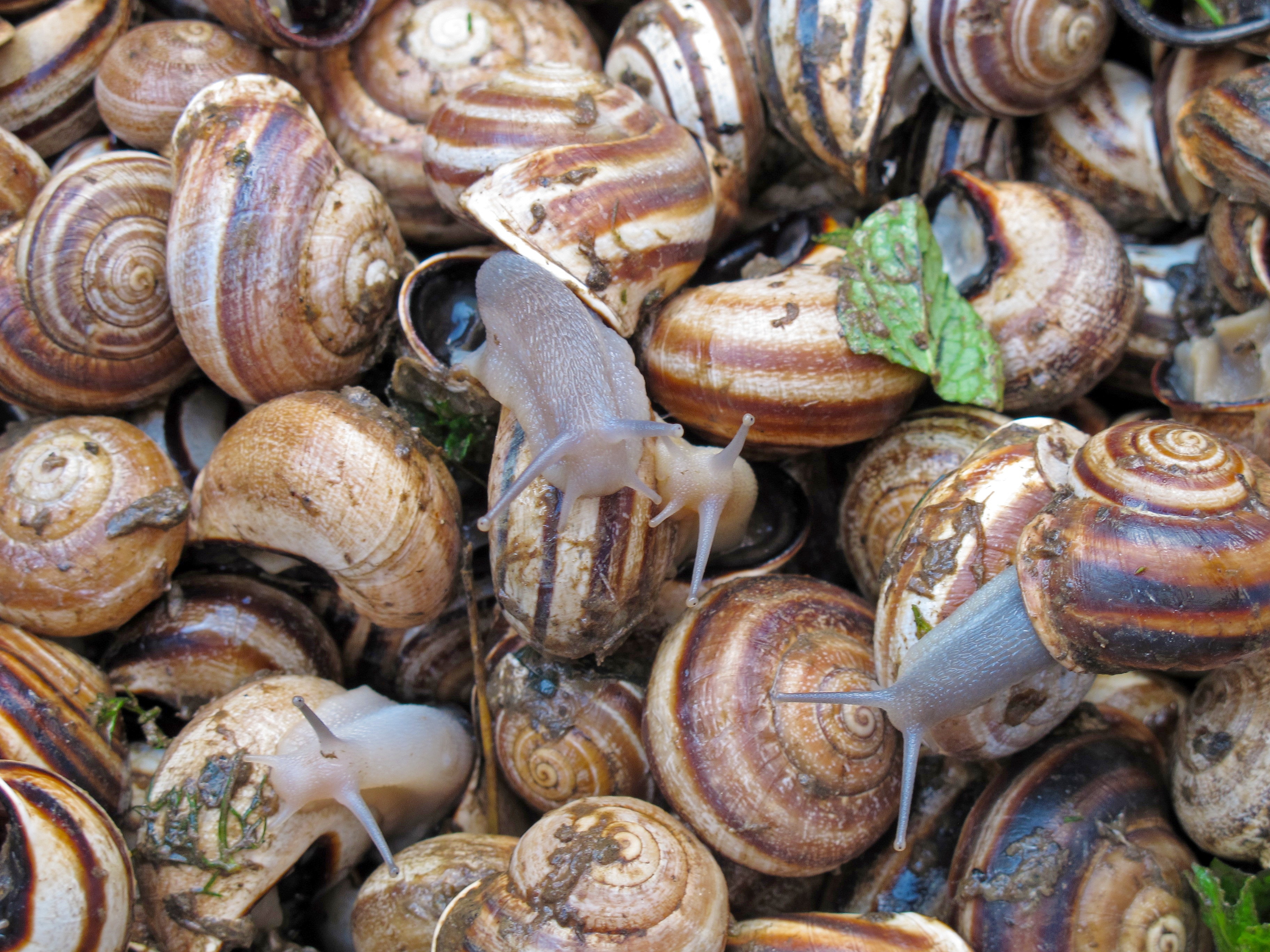 brown snails