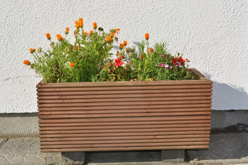 orange tulips in brown concrete container preview