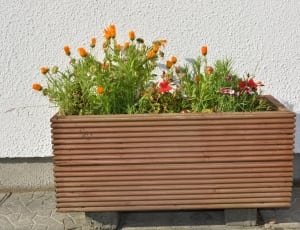 orange tulips in brown concrete container thumbnail