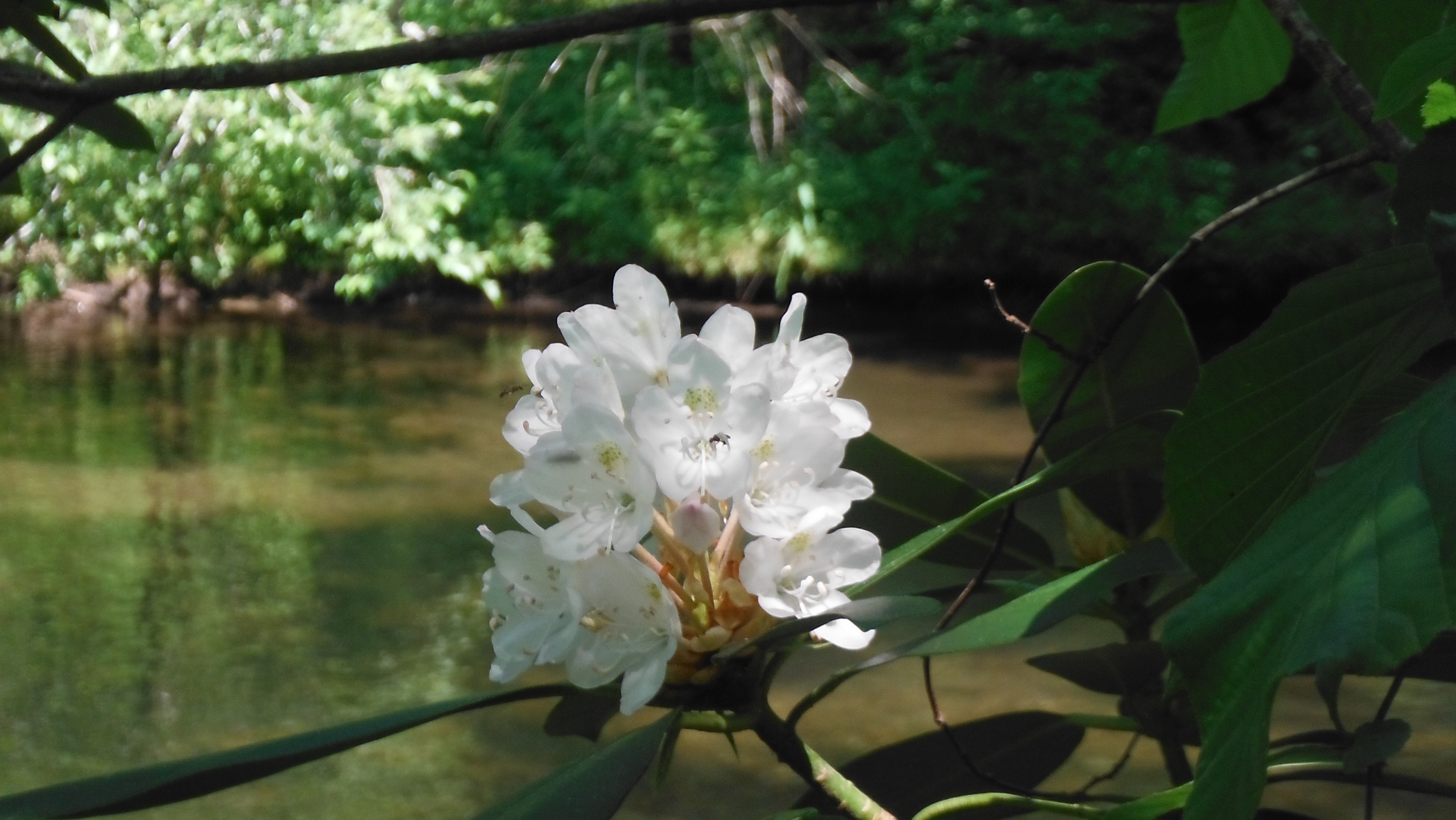white blossoms tree