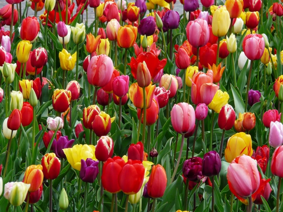 bed of tulips preview
