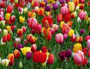 bed of tulips thumbnail
