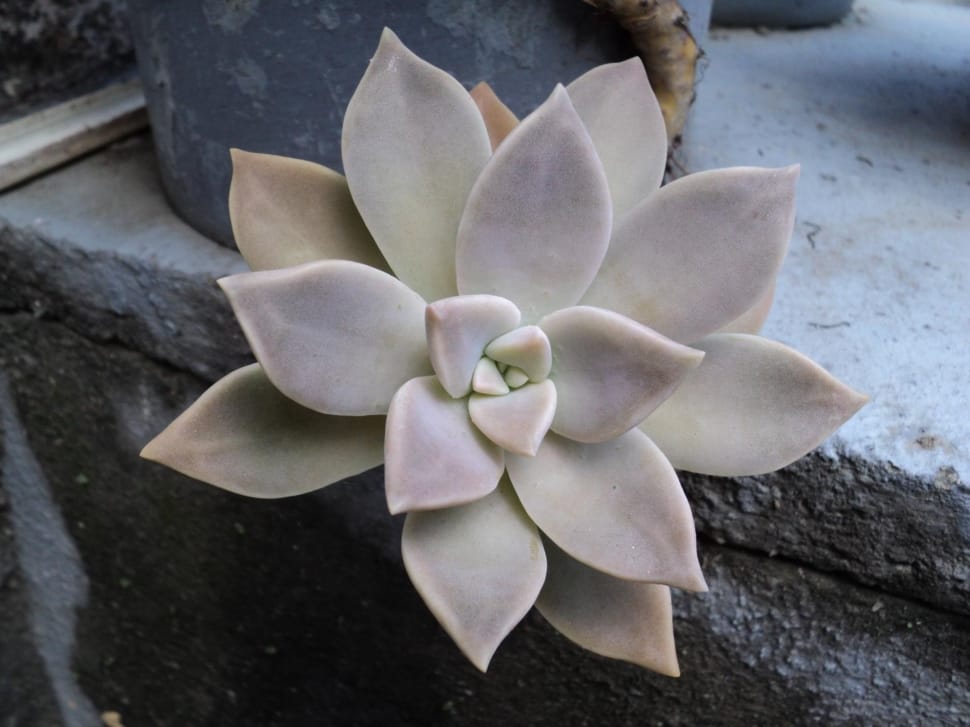 white succulent preview