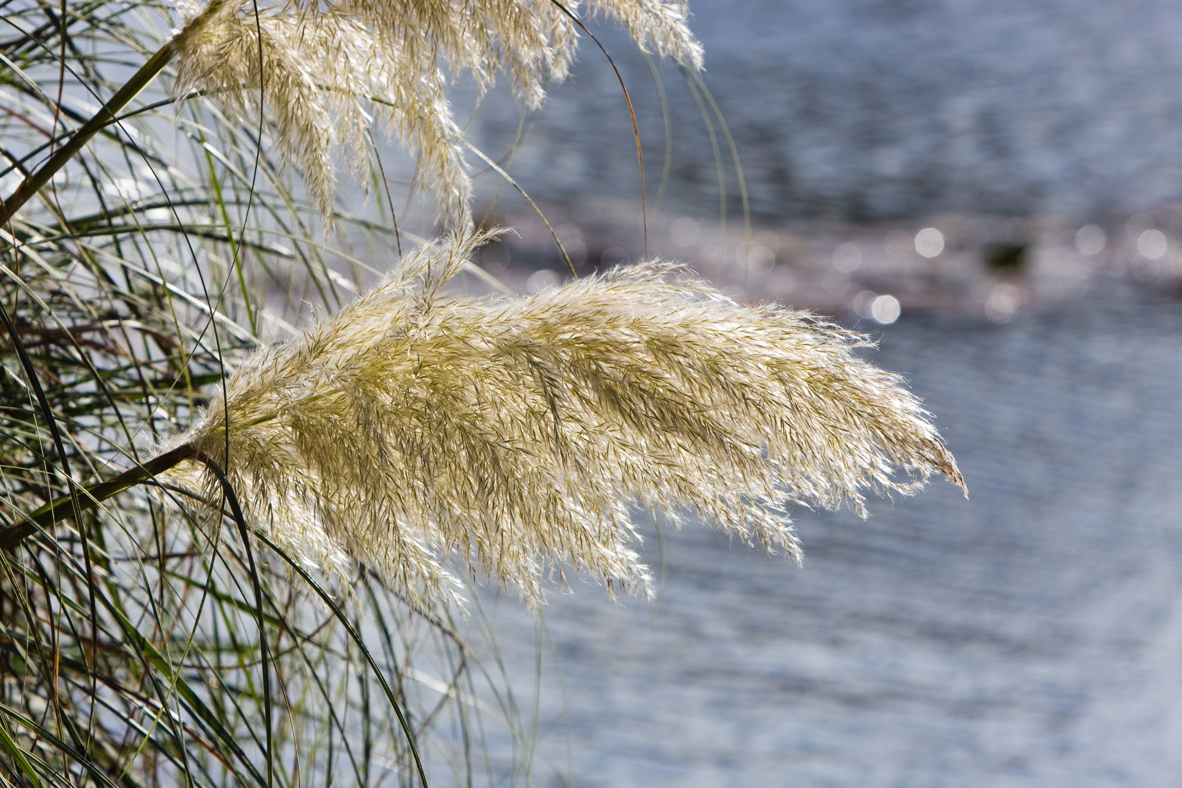 brown plant