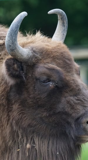 brown and black bison thumbnail