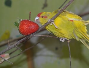 yellow short beak bird thumbnail