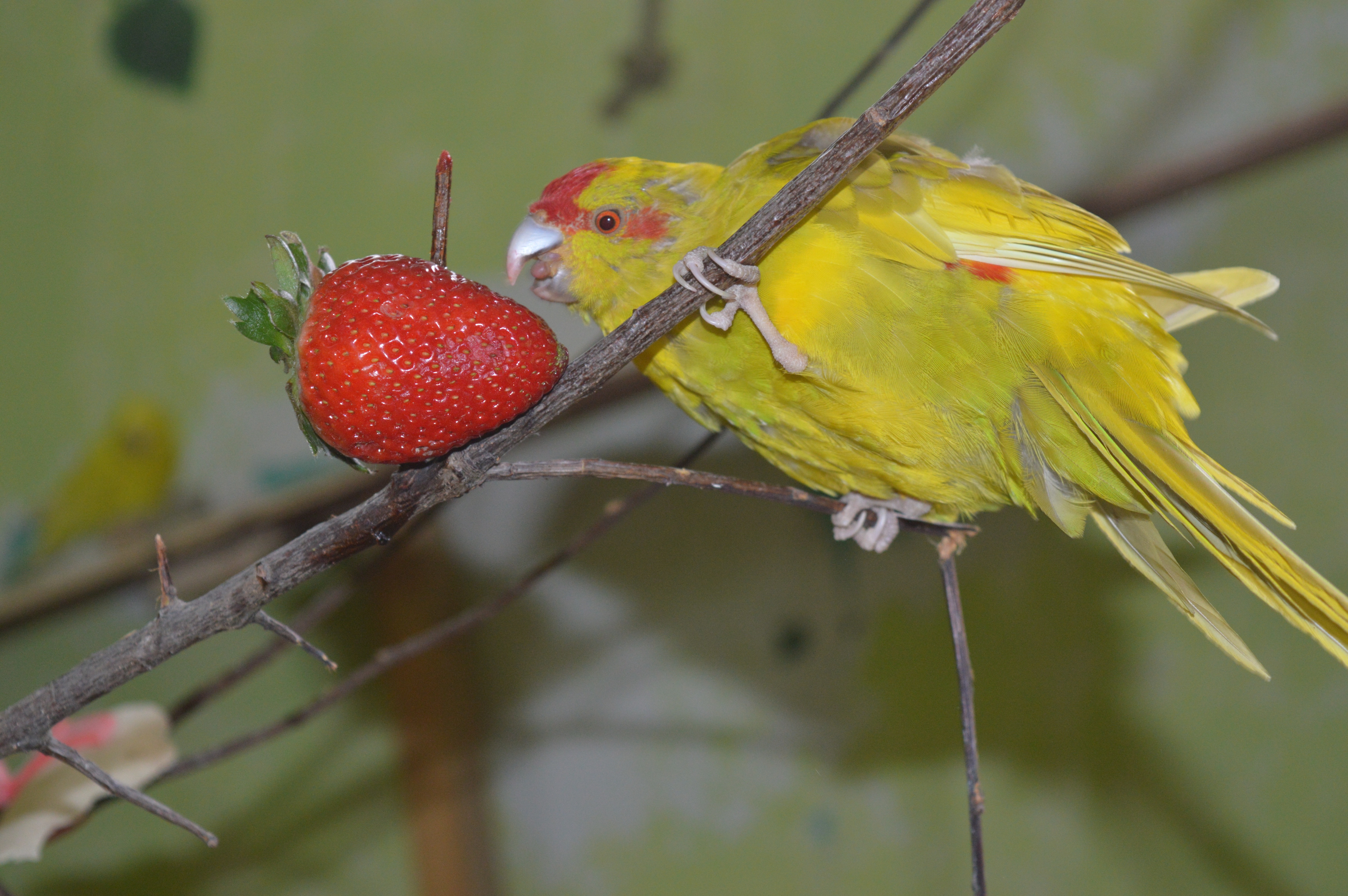 yellow short beak bird