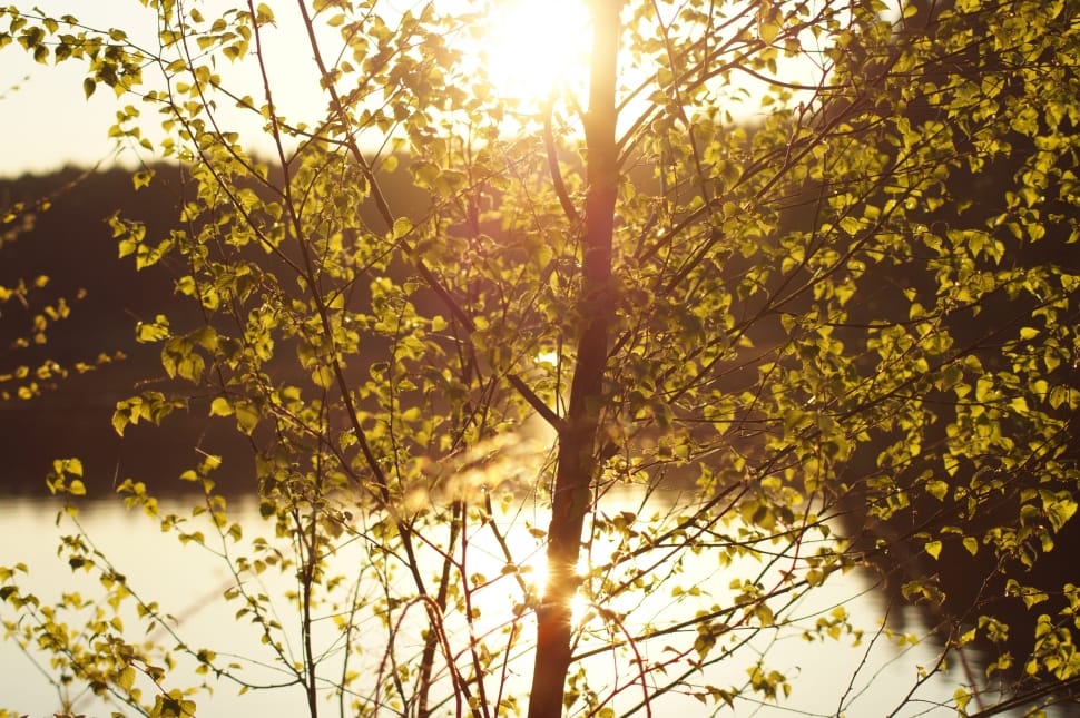 green tree preview