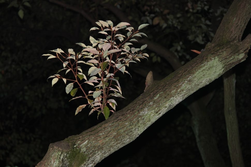 white and green leaf tree preview