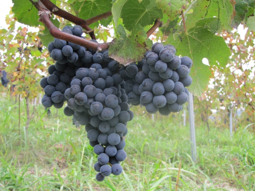 grey grapes preview