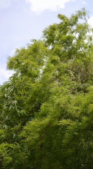 bamboo tree thumbnail