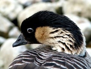 black and white duck thumbnail