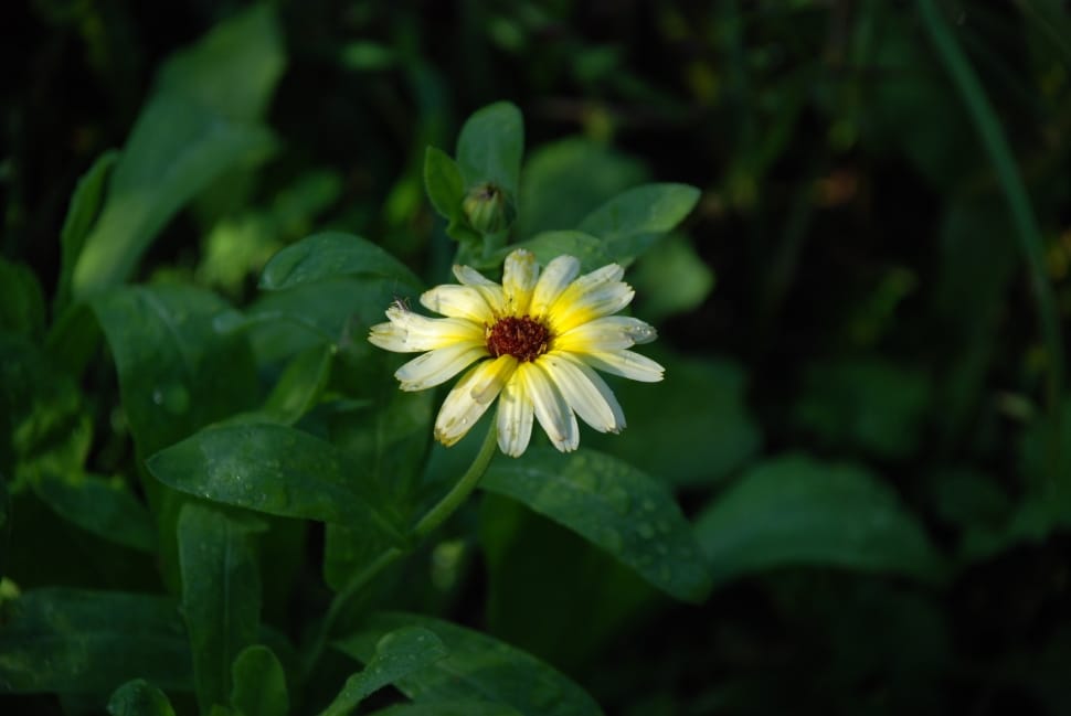 yellow and white petaled flower preview