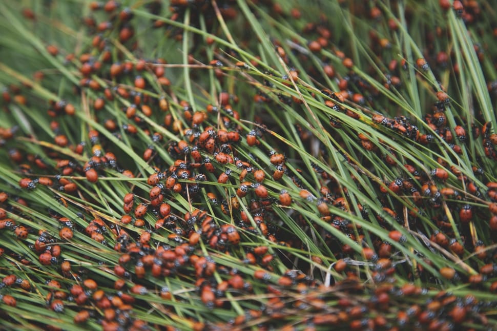 swarm of ladybugs on green grasses preview