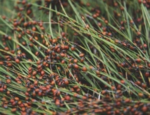 swarm of ladybugs on green grasses thumbnail