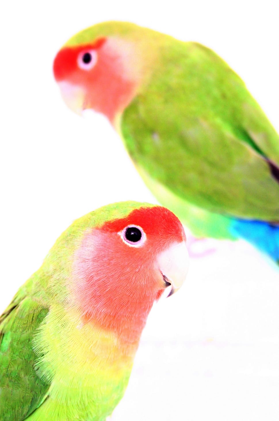 green and red short beak bird preview