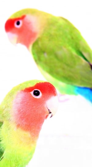 green and red short beak bird thumbnail