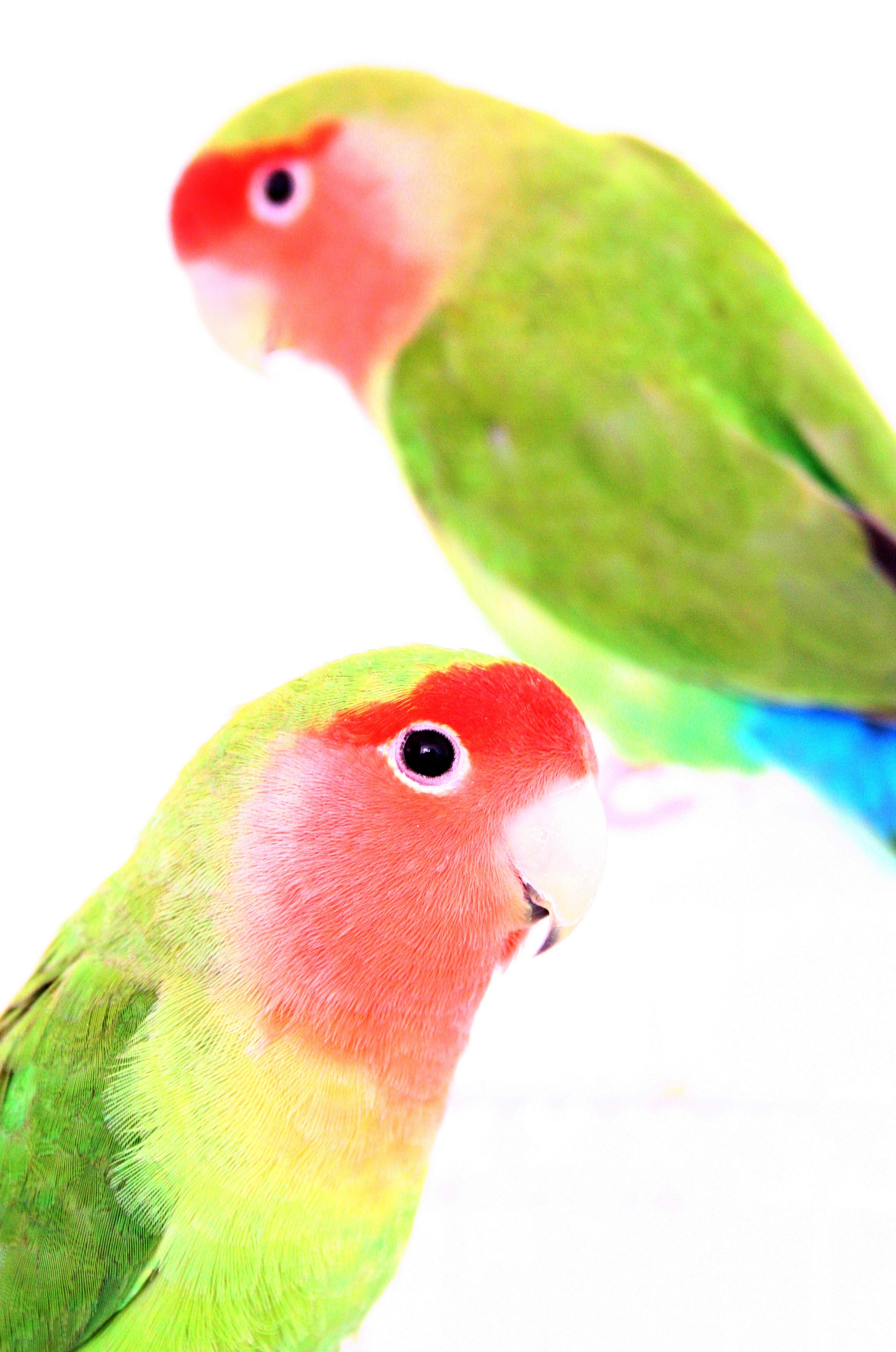 green and red short beak bird