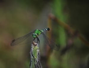 hawker dragonfly thumbnail