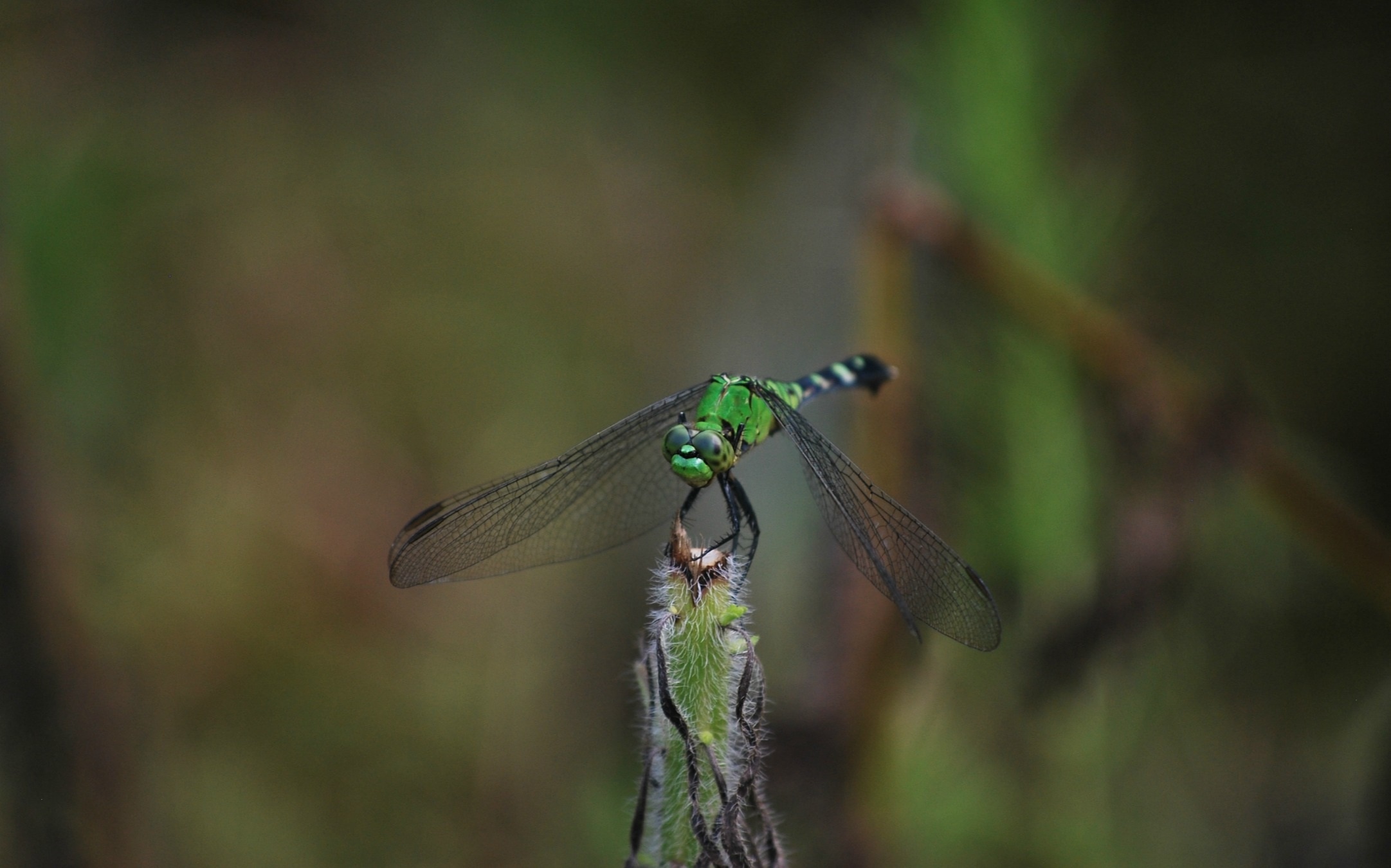 hawker dragonfly