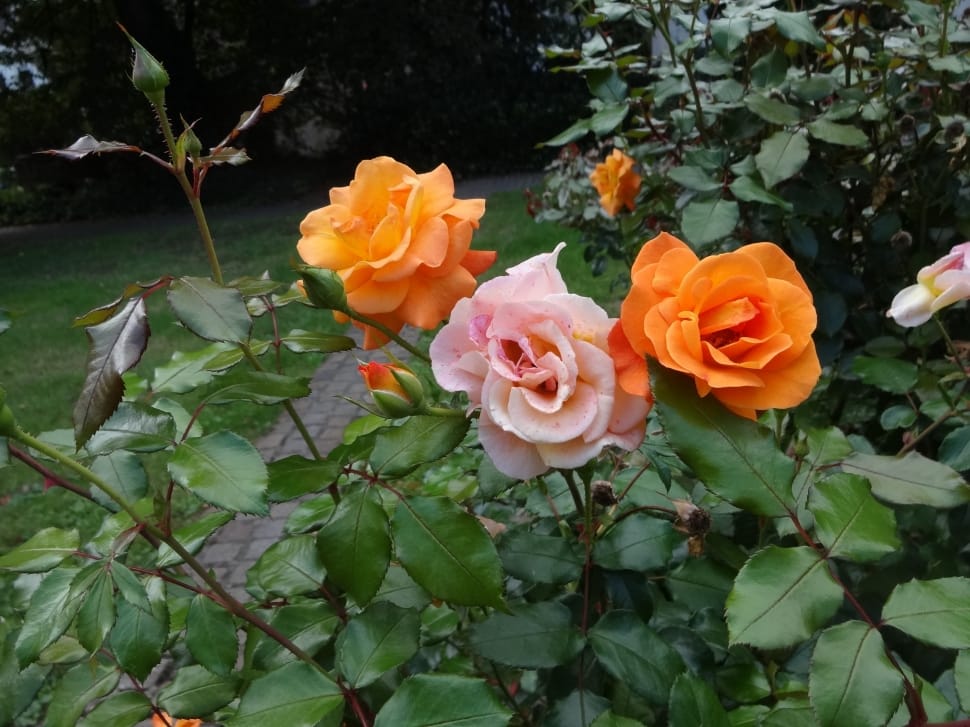 pink and orange rose preview