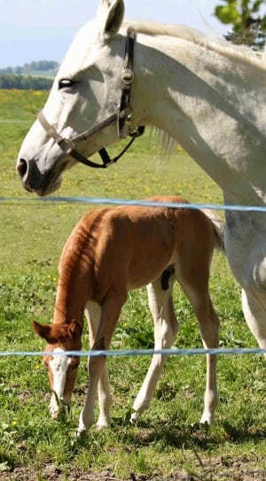 white horse and brown horse kid on green grass field during daytime thumbnail