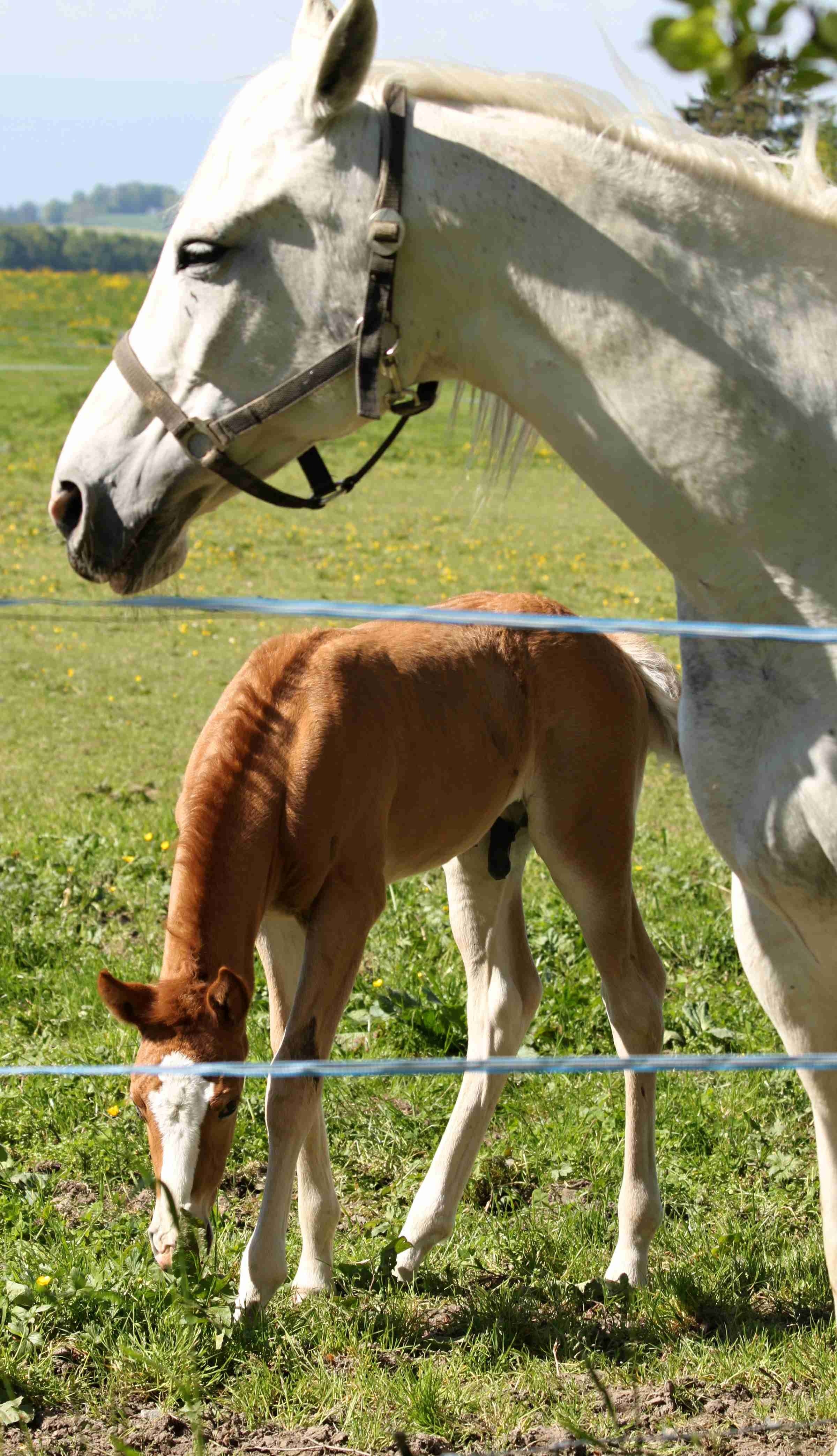 white horse and brown horse kid on green grass field during daytime