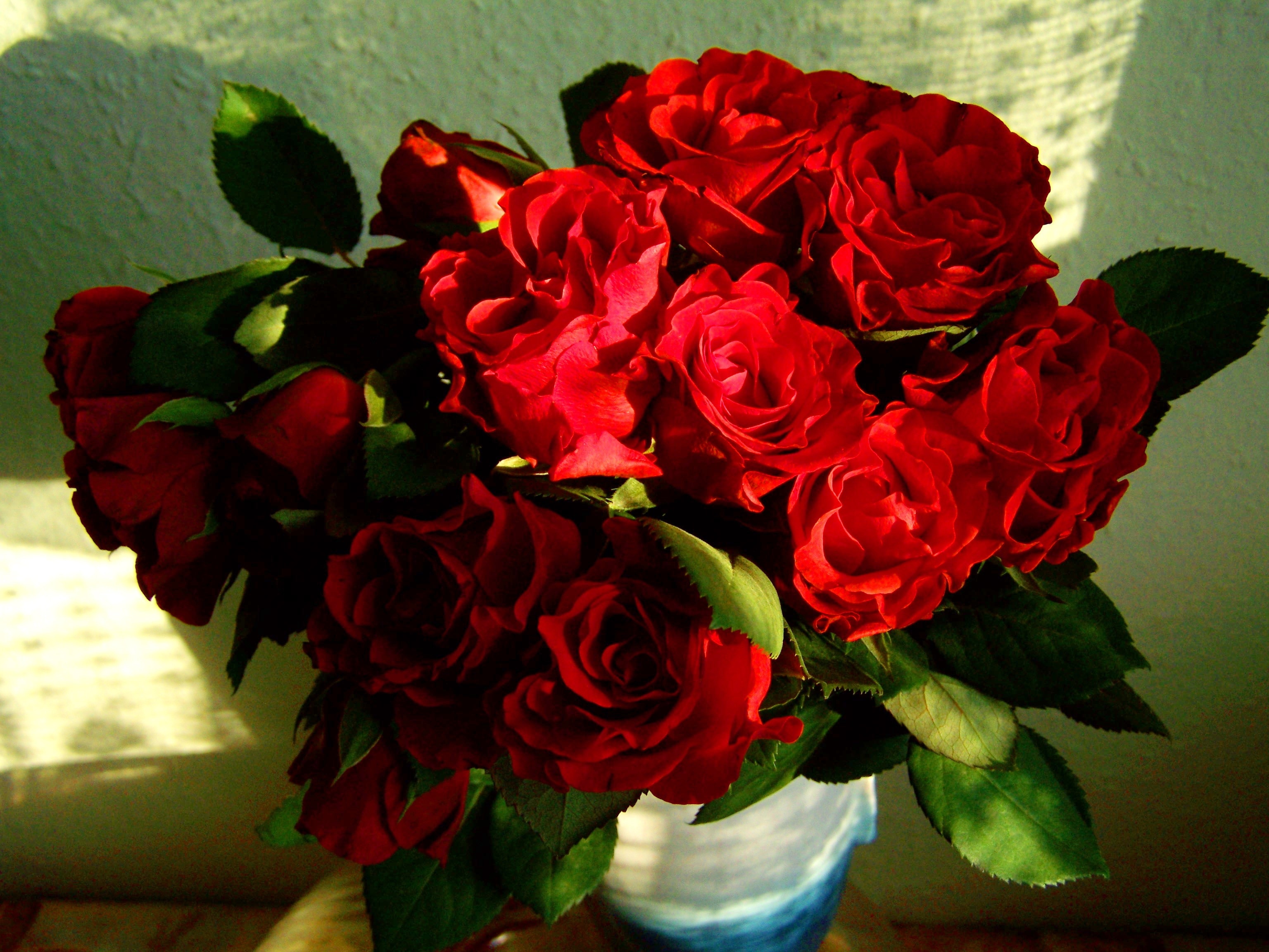 Изысканные красные розы