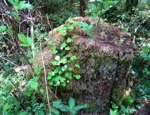 green plantation inside forest and tree stump covered in moss thumbnail