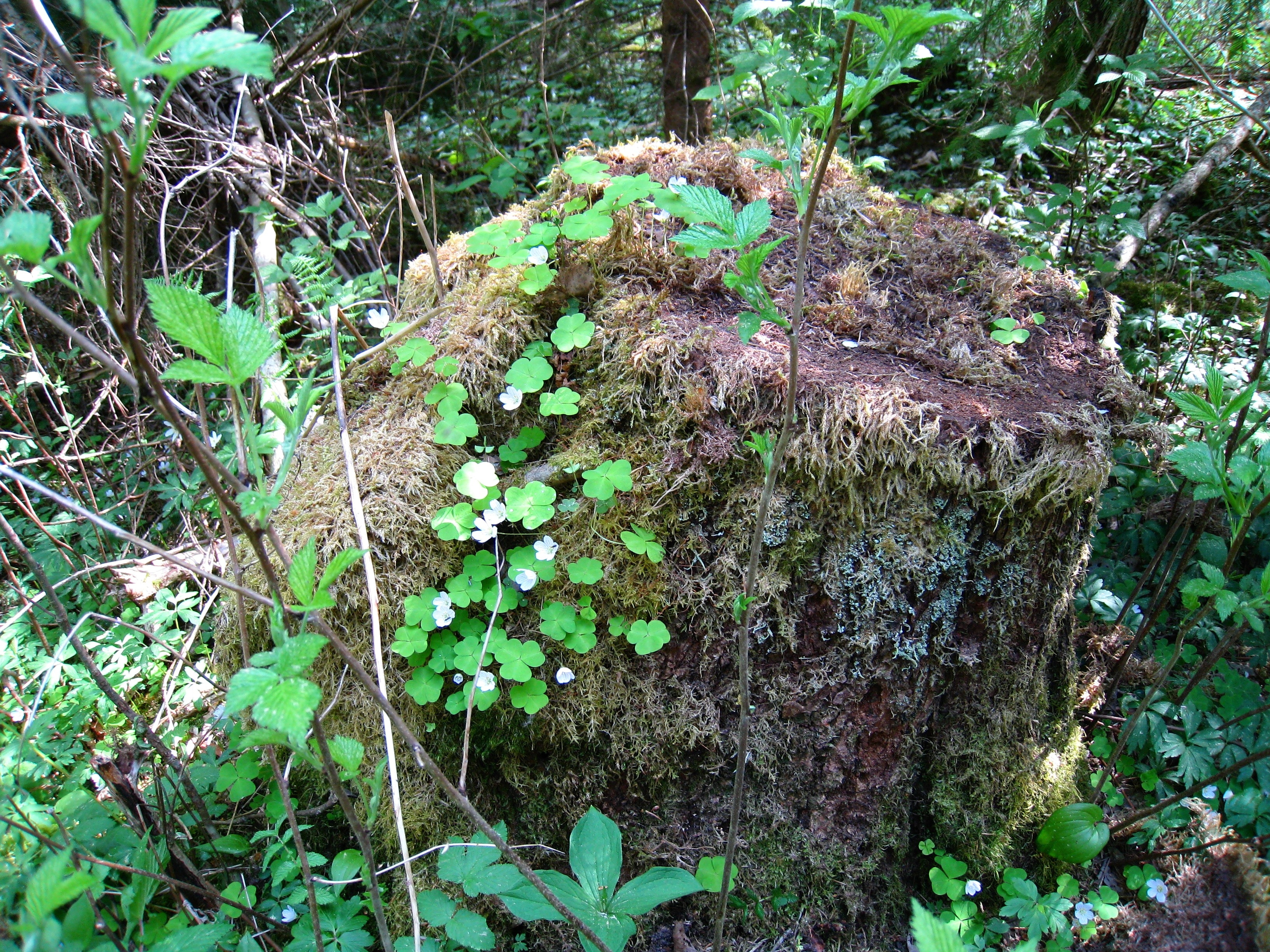 green plantation inside forest and tree stump covered in moss