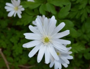 white and green flowers thumbnail