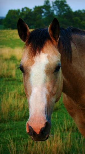 white and brown horse thumbnail