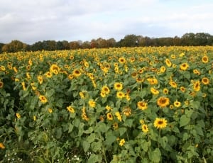 sunflower field thumbnail
