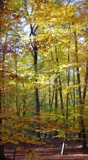 yellow leaf trees thumbnail