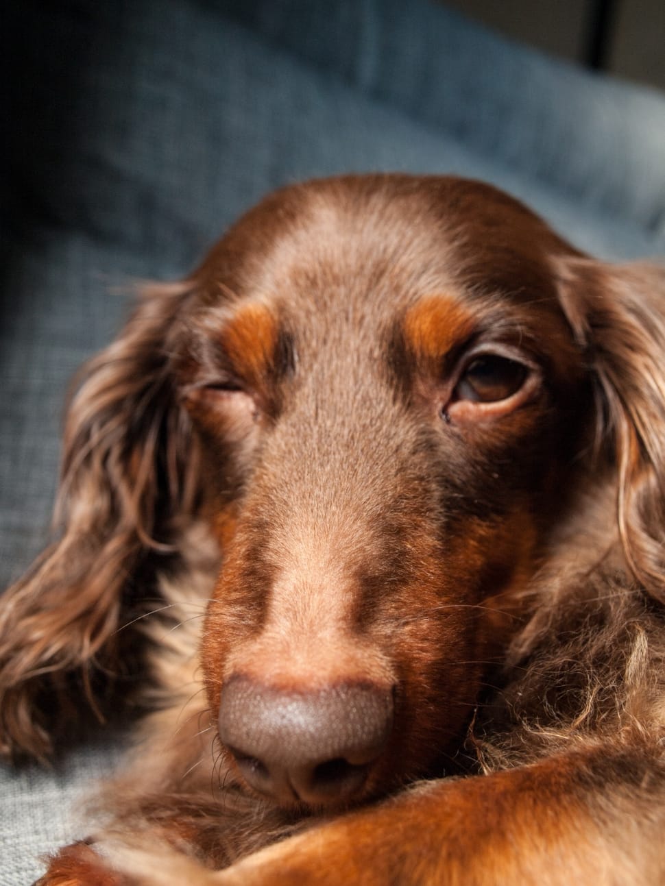 liver and tan long haired dachshund preview