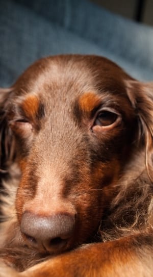 liver and tan long haired dachshund thumbnail