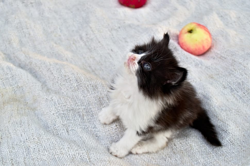 red apple and tuxedo kitten preview