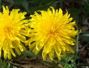 yellow petal flower thumbnail