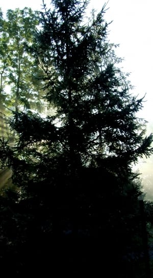 silhouette of tree thumbnail